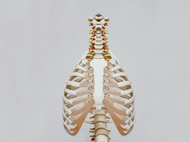 How X-Rays works at DeSalvo Chiropractic